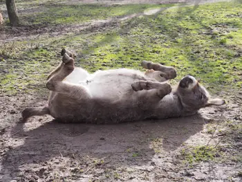 Lens Polder Petting zoo in Newport (Belgium)